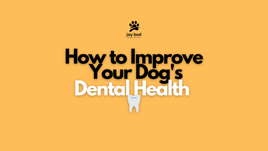How to Improve Your Dog's Dental Health 🦷