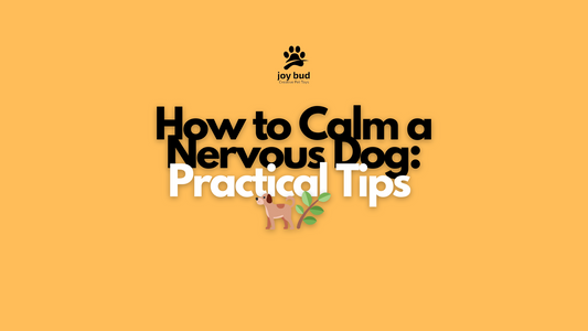 How to Calm a Nervous Dog: Practical Tips 🐕🌿